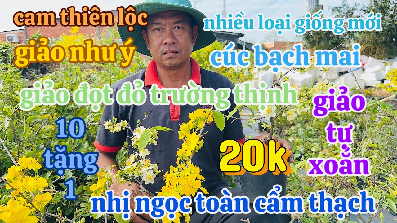 19/2/2025🌻 Anh Trí☎️0385227647☎️ Mai giống giá rẻ cam thiên lộc - tân châu 7 tạo 