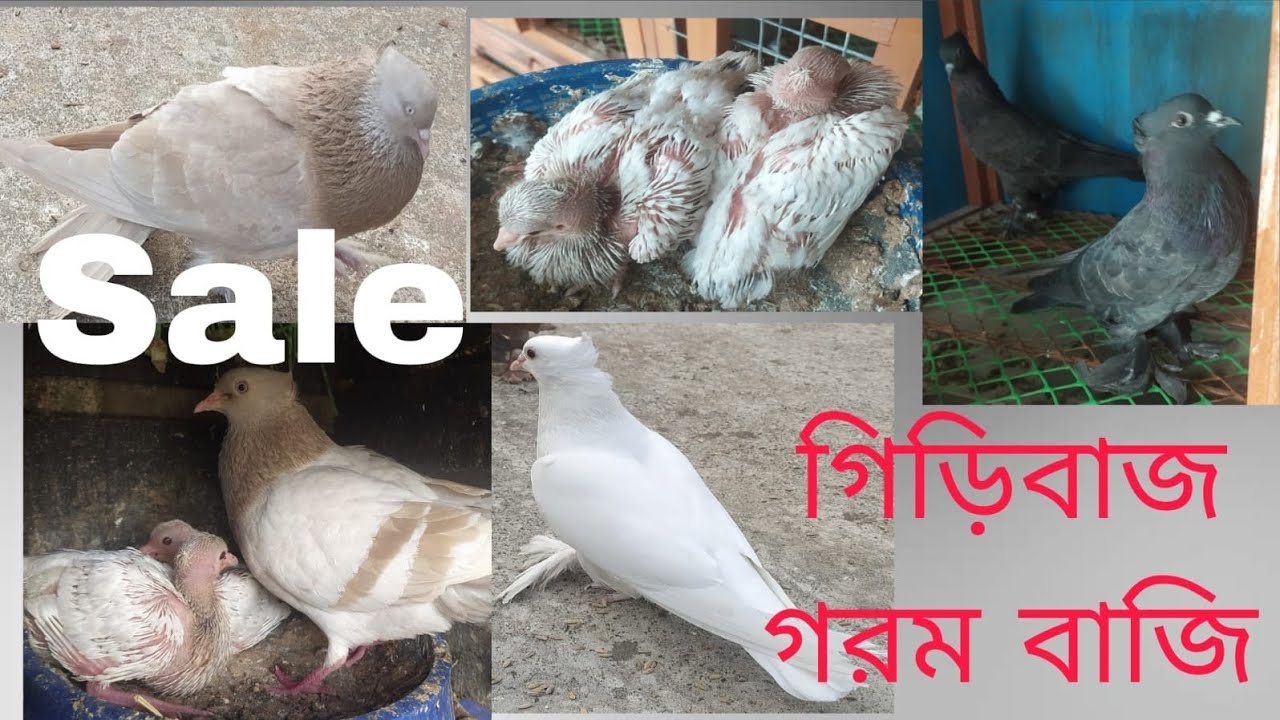 রাজশাহী গিরিবাজ 9339188620