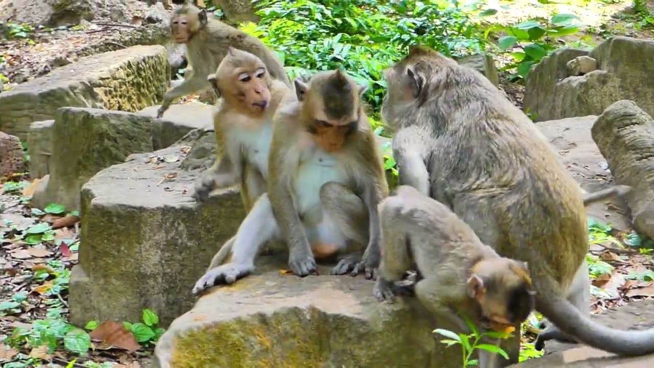 This is the activity of the monkey Amber Troop family Conflict 🙉💕It looks really unusual.