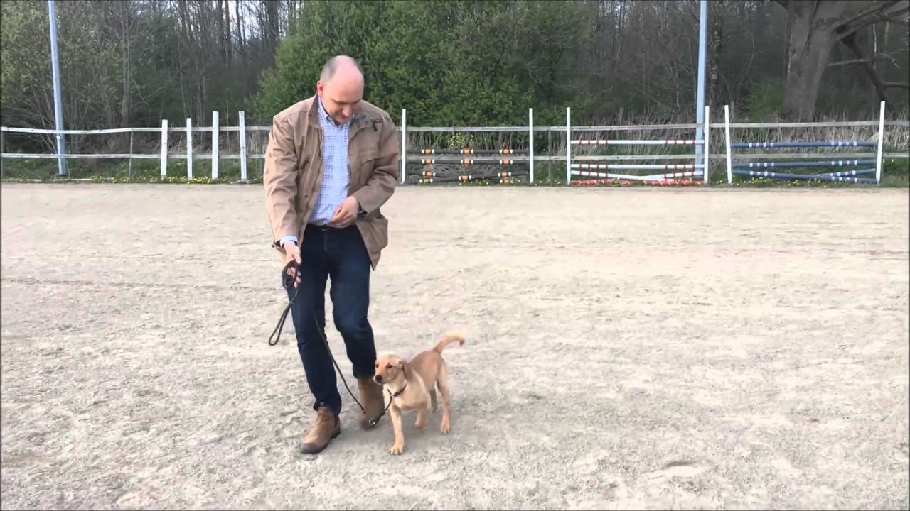 Elliefields Senna, egenuppfödd jaktlabradorvalp på 12 veckor i fortsatt träning