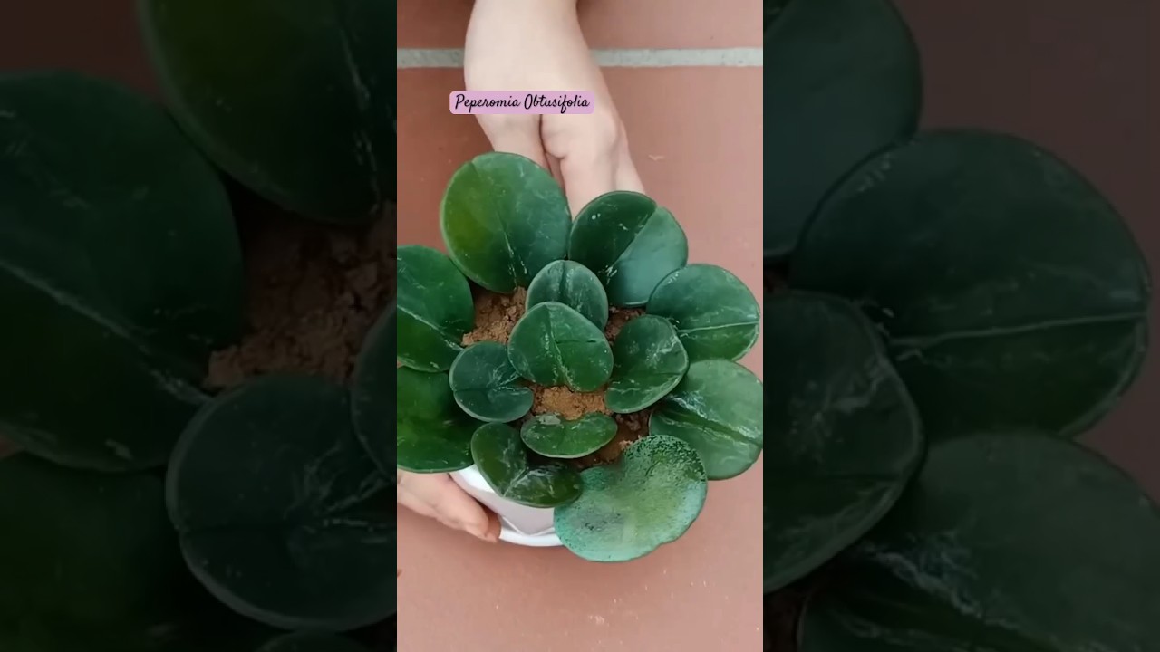 Peperomia Obtusifolia: The Viral Houseplant You NEED in 2025! 🌿✨