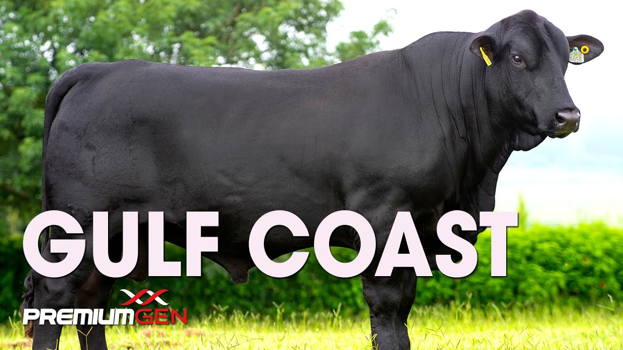 GULF COAST - BRANGUS