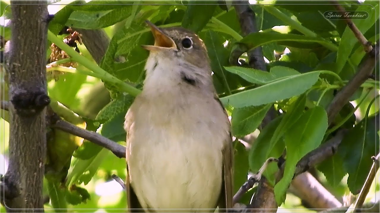 Αηδόνι που κελαηδάει - Αηδόνι κελάηδημα - Nightingale singing