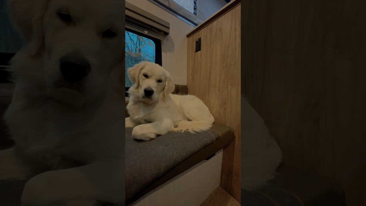 Truck Camping in the Rain with My Dog!🌲⛺️🌲#shorts #cute  #goldenretriever #dog #camping