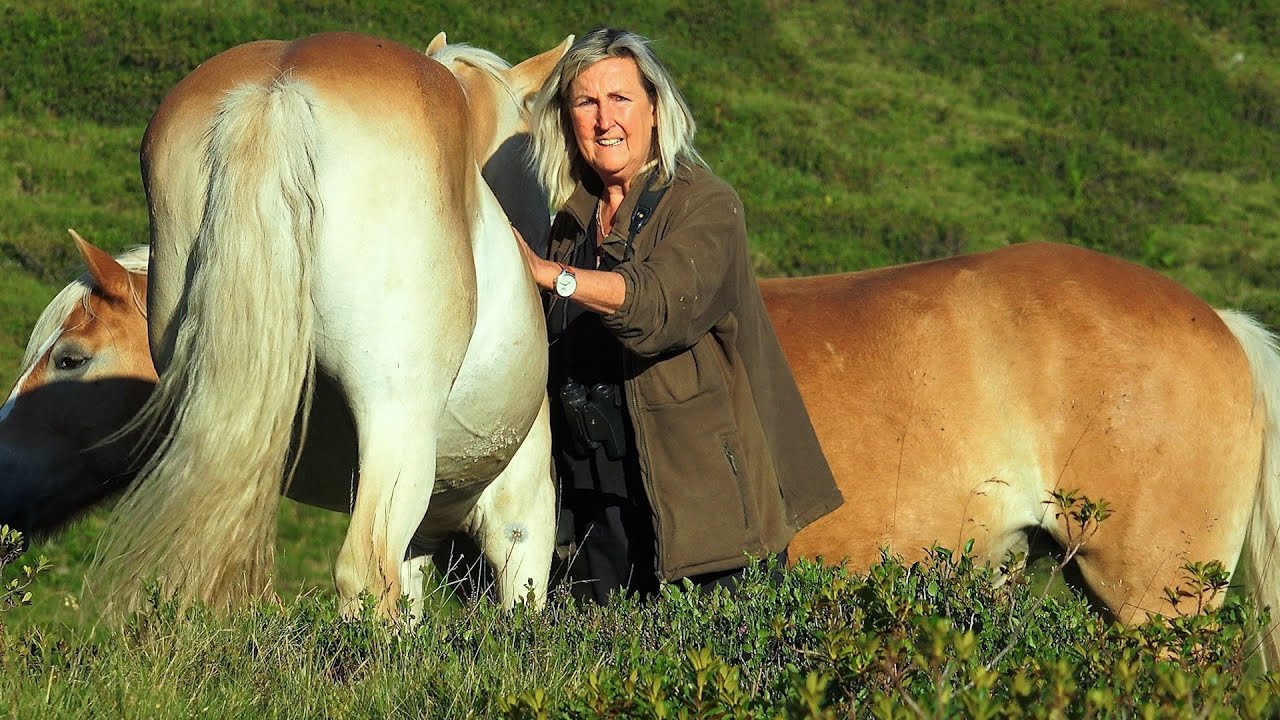 HAFLINGER PARADIES SINTERSBACH ALM