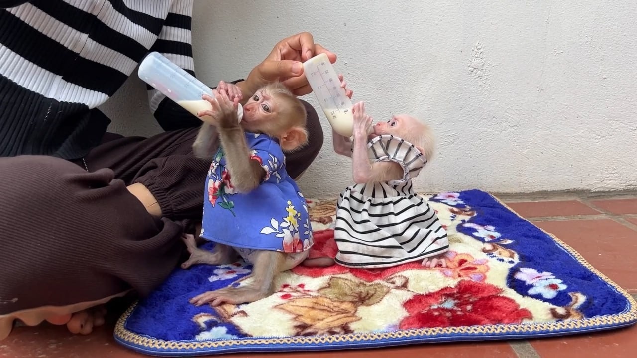 Yuri & Minea Are The Best Cute Sibling Ever When Mom Bouth Her The Same Milk Bottle