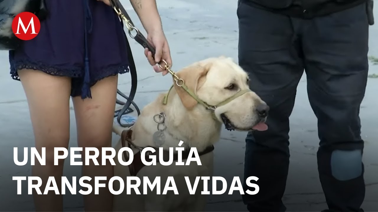 El único perro guía de Nuevo León: la historia de Odín y su joven compañera