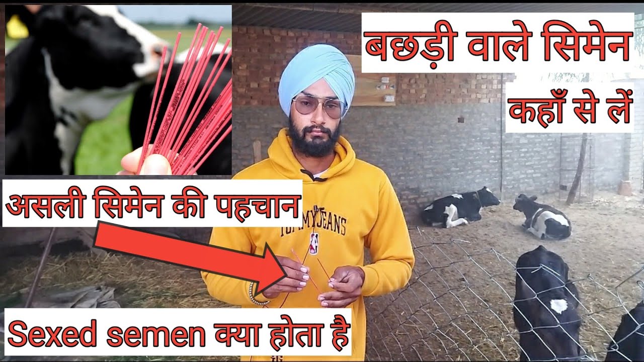 How to use sexed semen for hf cow । Improvement in hf breed । बछड़ी वाले सिमेन । Veer dairy farm।