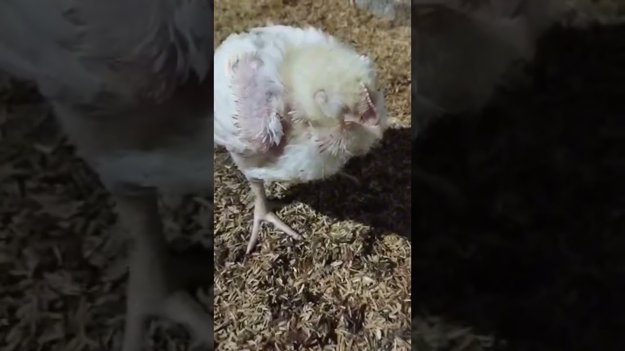 perhatikan ini dulu sebelum ayam sakit #ayambroiler #ternakayam #usahaternakayam