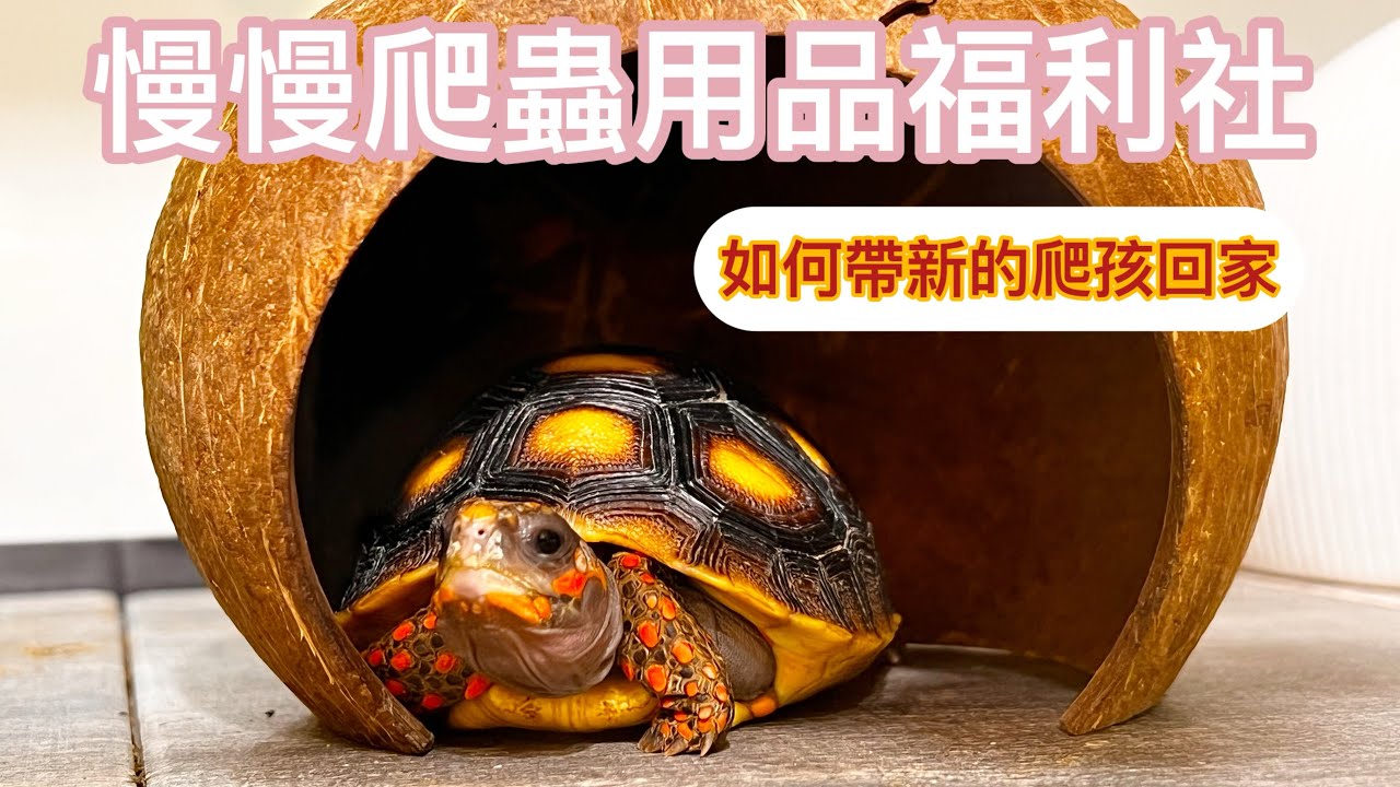 《慢慢爬蟲用品福利社-曼爬森活》如何帶新的爬孩回家？要做什麼事前準備呢？爬蟲/爬寵/兩棲/陸龜/澤龜/新北永和/設備/環境/飼養空間/爬蟲用品專賣店/慢慢爬