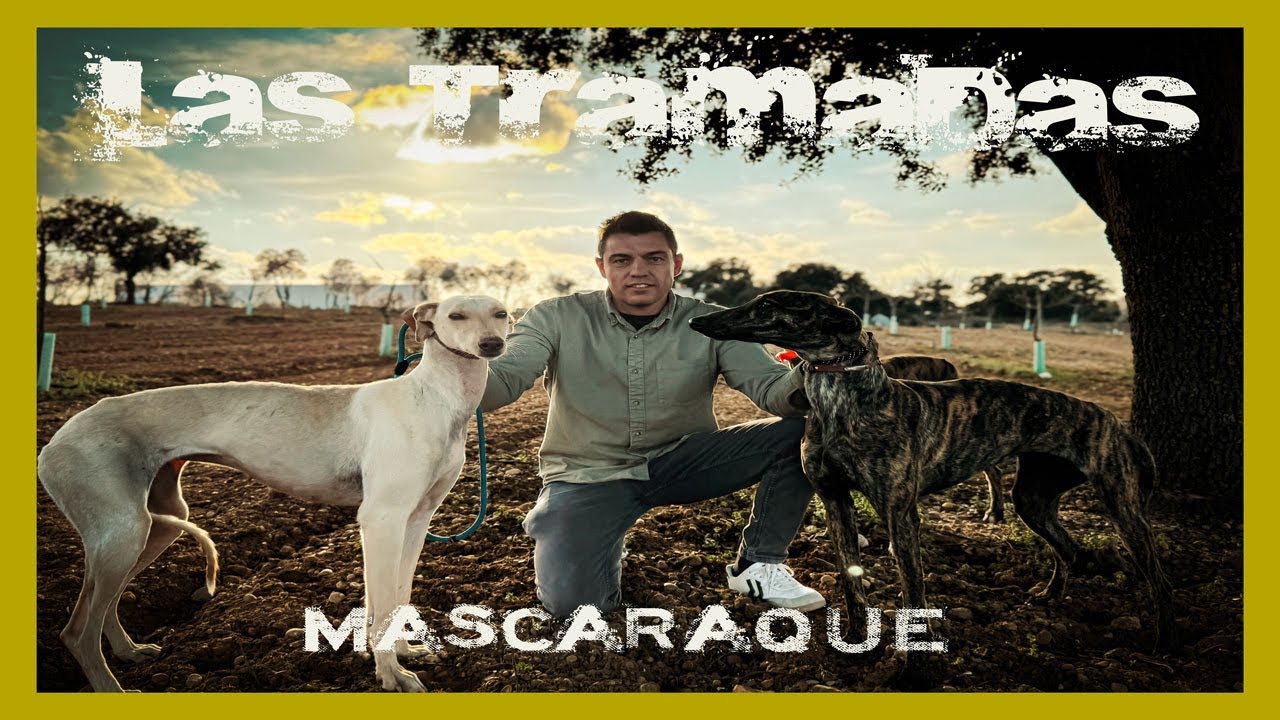 GALGOS Y LIEBRES . LAS TRAMADAS, MASCARAQUE (TOLEDO )