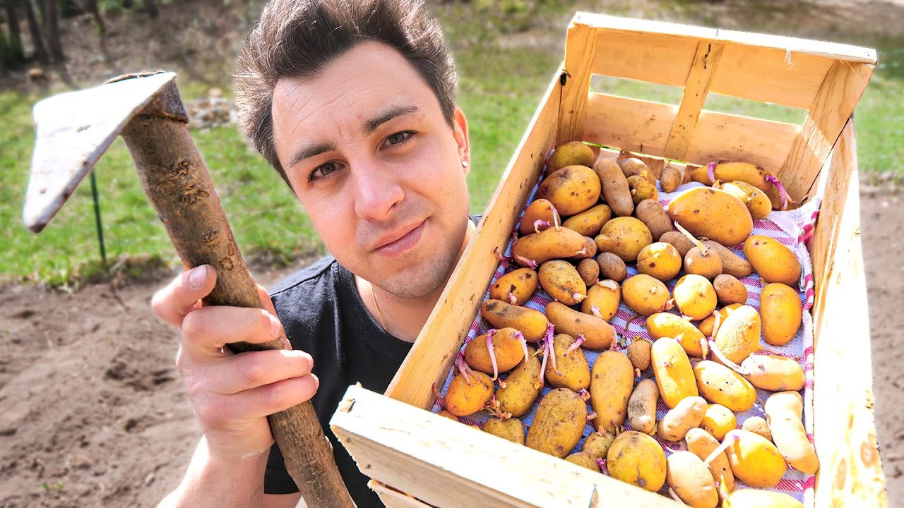 JE PLANTE MES FRITES DANS LA NATURE ! (Potager 2022)