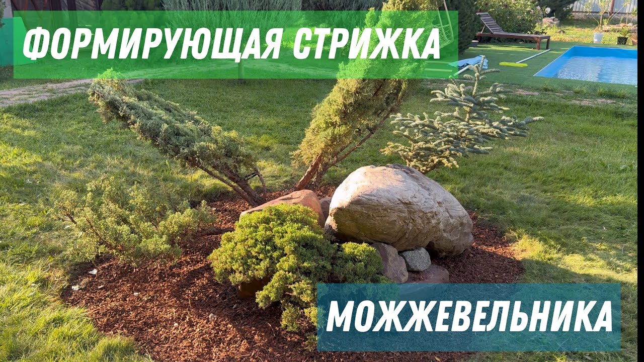 Стрижка можжевельника своими руками: секреты идеальной формы | Мастер-класс с результатом ДО и ПОСЛЕ