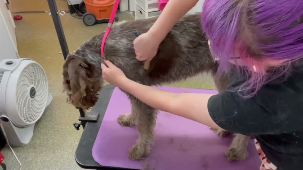 Spinone Italiano hand strip