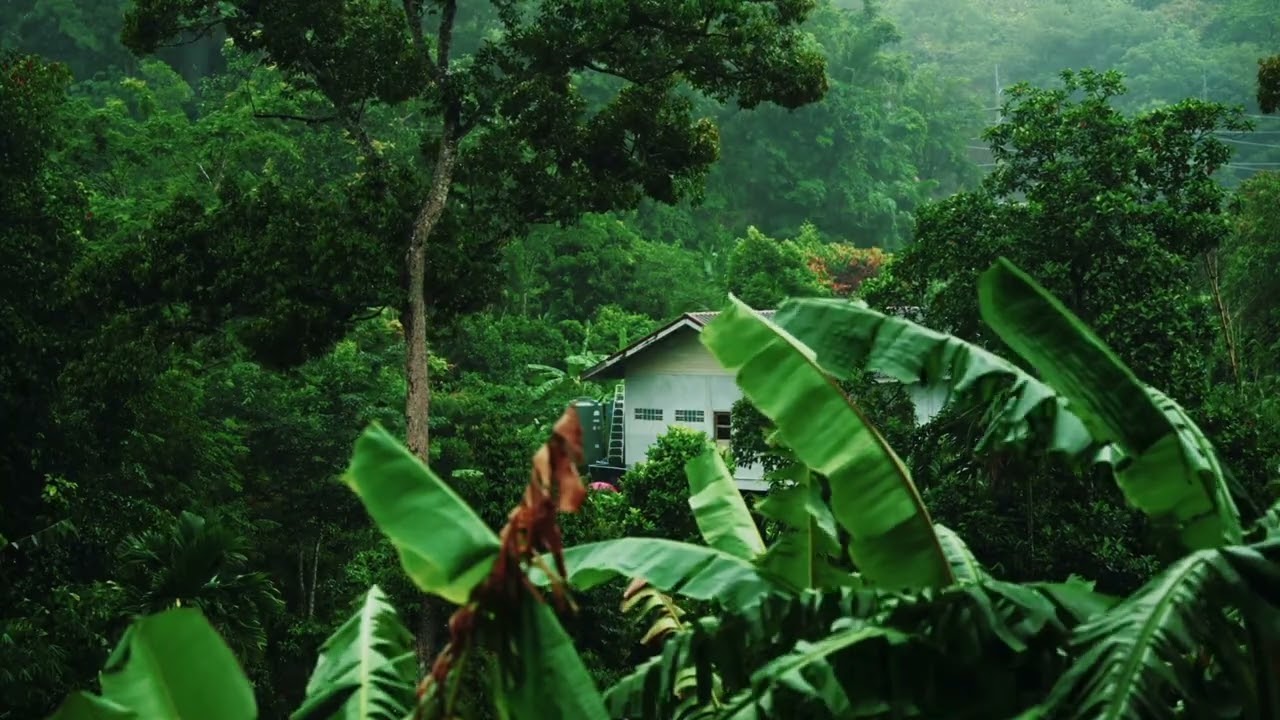 30 MINUTES Rain Sounds (no music or thunder), Light Rain for Sleep, Relaxing, Meditate, Study, Yoga
