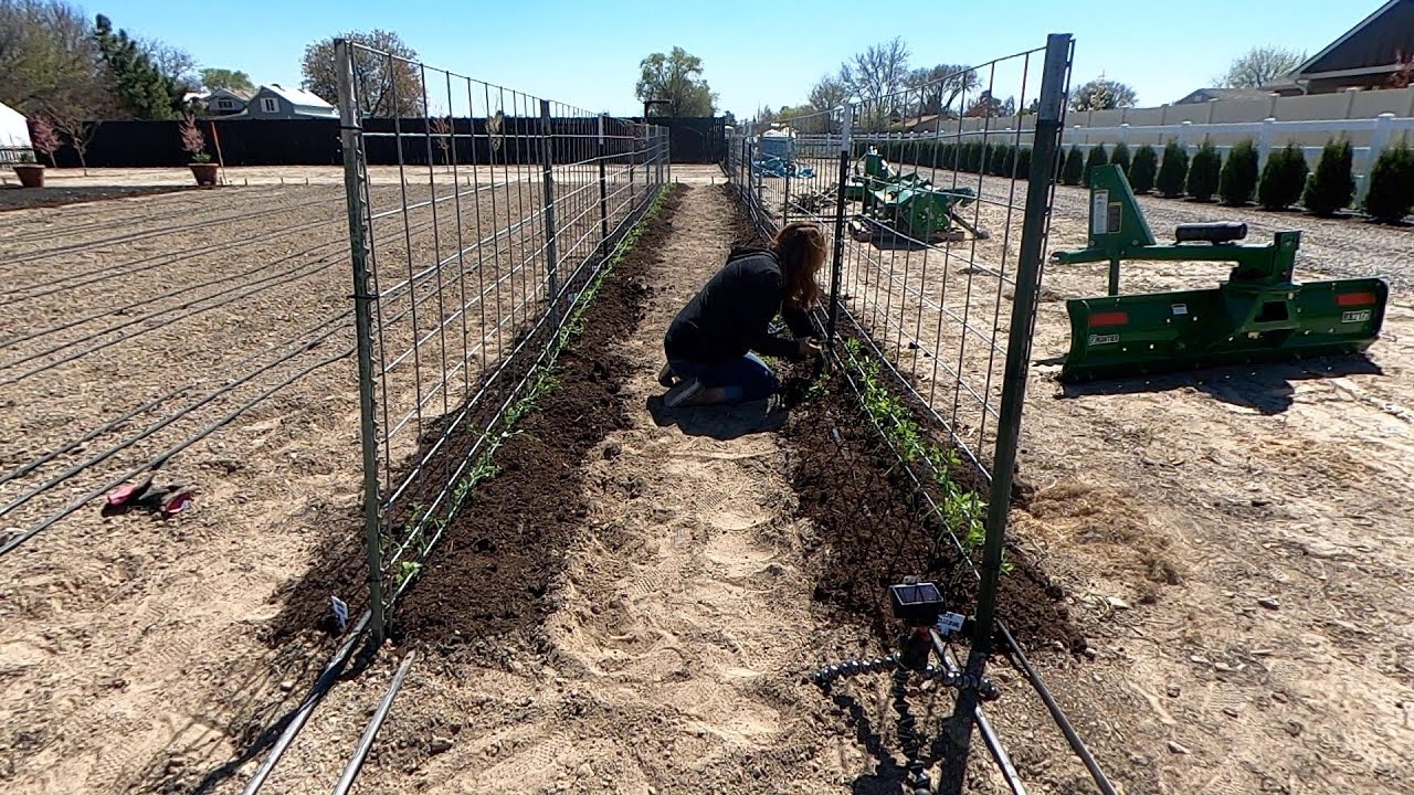 Planting Sweet Peas & Fertilizing the Lawn! 🌸🌿🌾 // Garden Answer