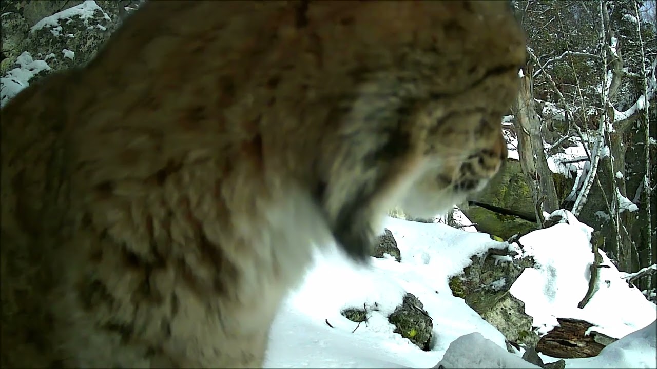Lynx lynx