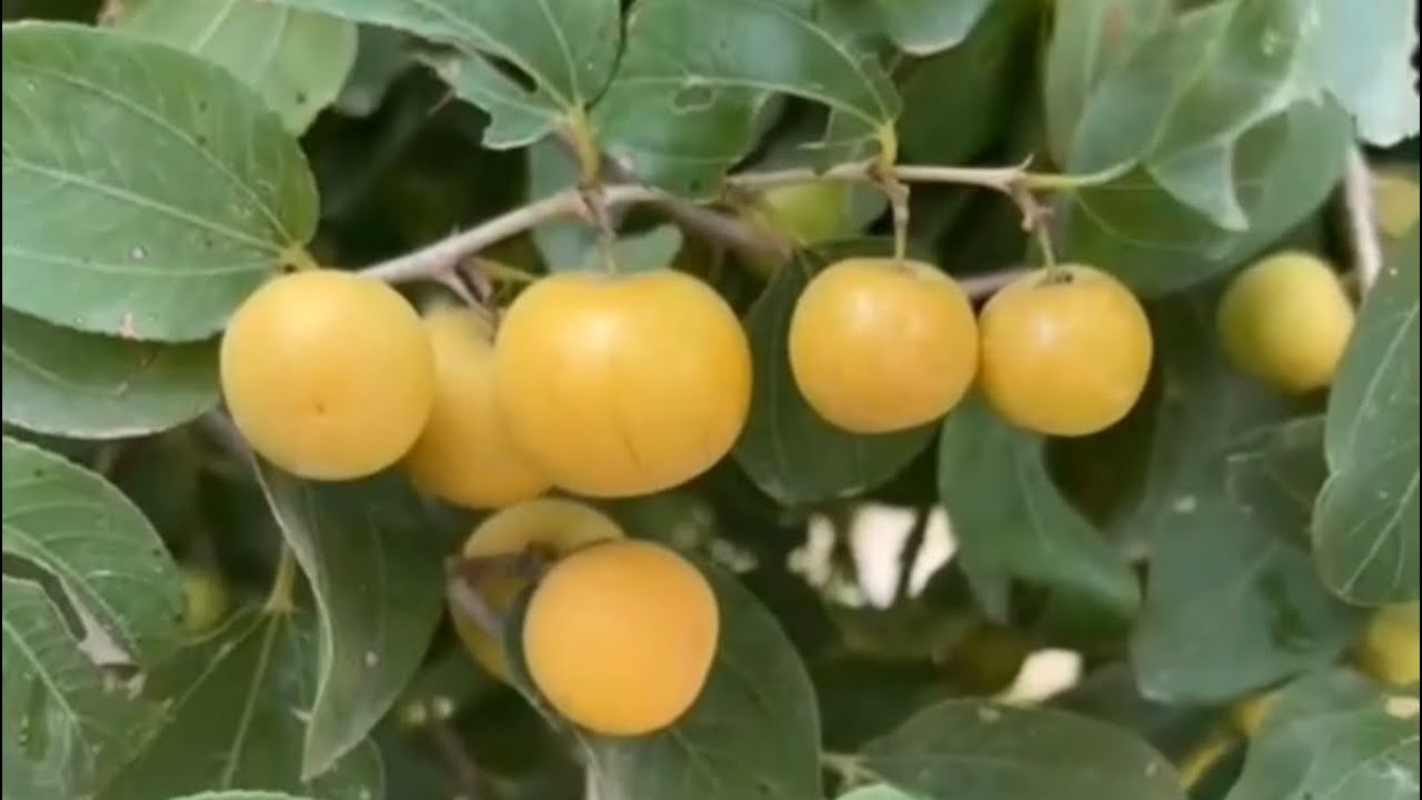 روعة انتاج السدر هذا العام ماشاء الله