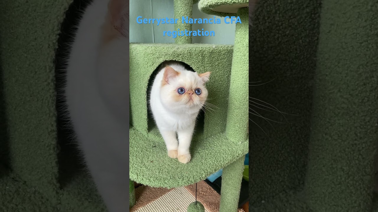 #exoticshorthair #colorpoint #flamepoint