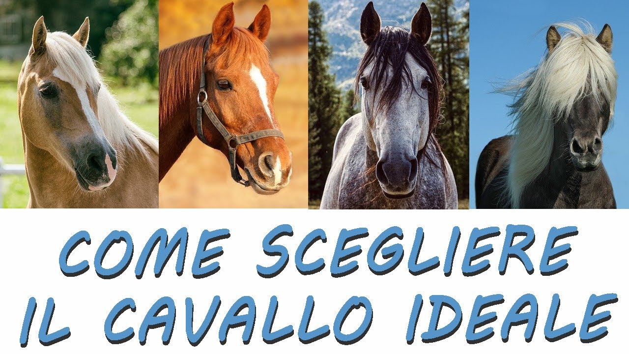 Scegliere il tuo cavallo ideale