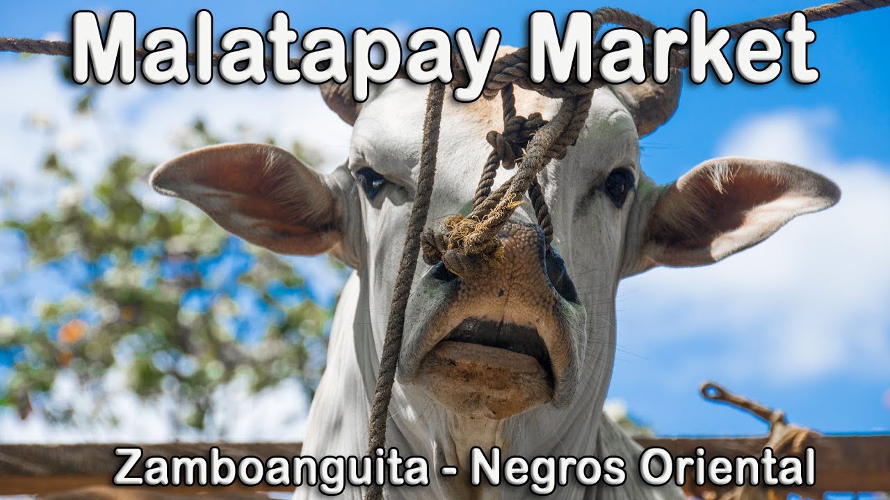 Wednesday Malatapay Market - Zamboanguita - Negros Oriental