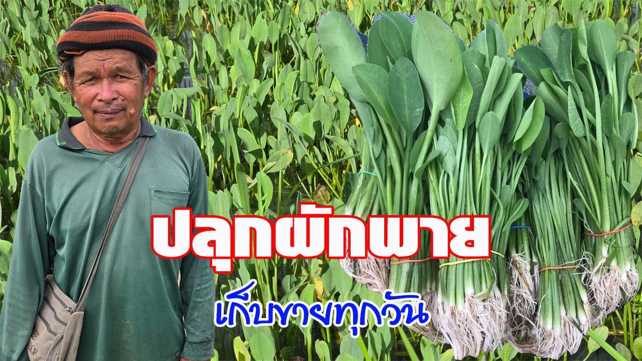 ปลูกผักพาย..รายได้คุ้มค่าแน่นอน