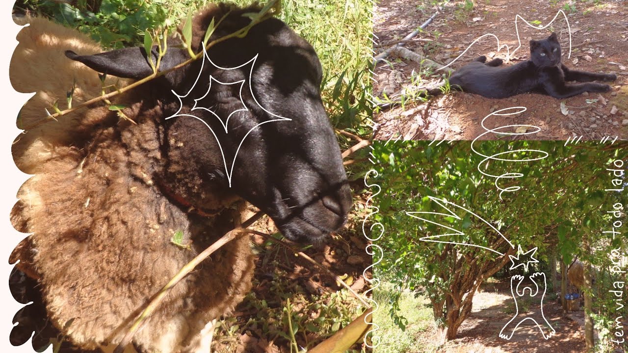 dando novos significados a coisas antigas