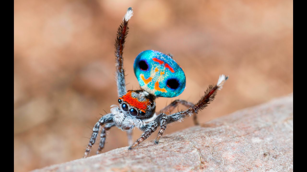 Peacock Spider 9 (Maratus amabilis)