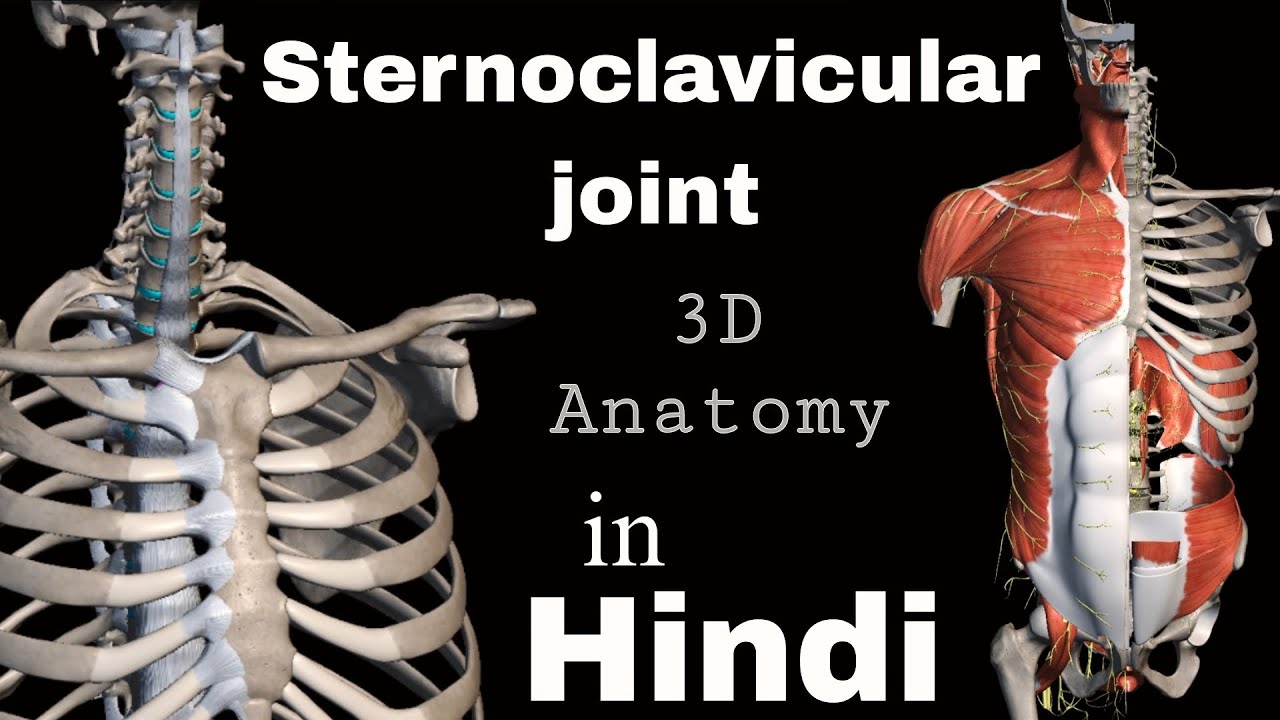 S .C joint , sternoclavicular joint Anatomy in Hindi .  Joint , muscle , movement , ligaments overal
