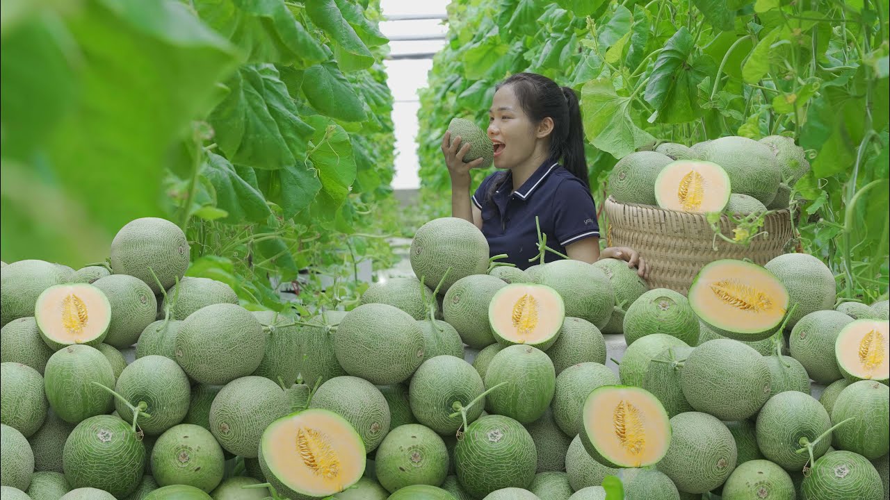 Harvesting CANTALOUPE and taking them to the local market to sell