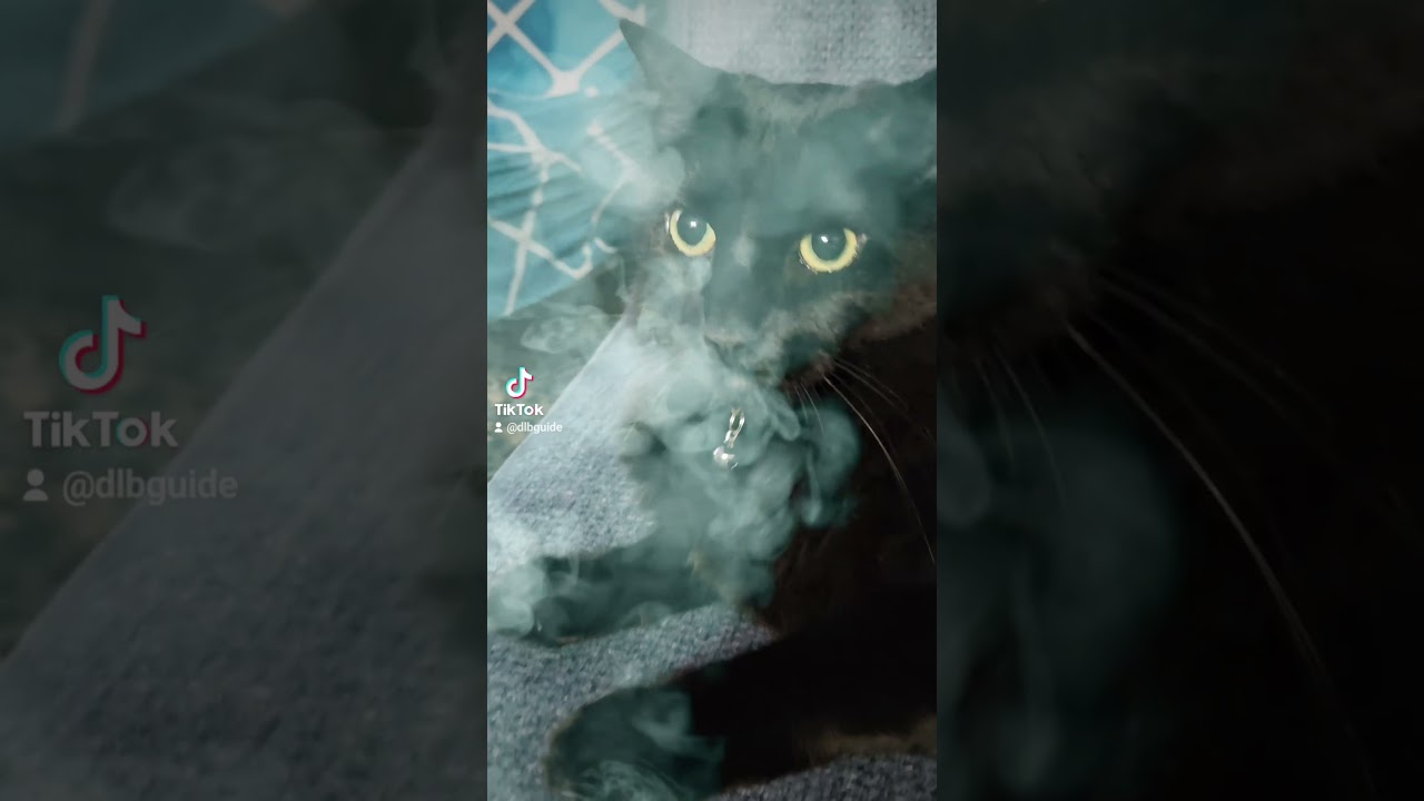 #minipanther #leothecat #animals #catscatscats