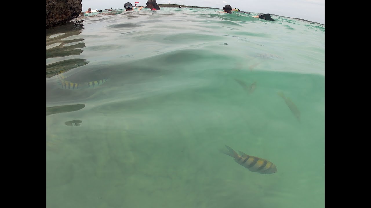 Snorkeling Coco Cay Chill Island Beach Royal Caribbean Private Island