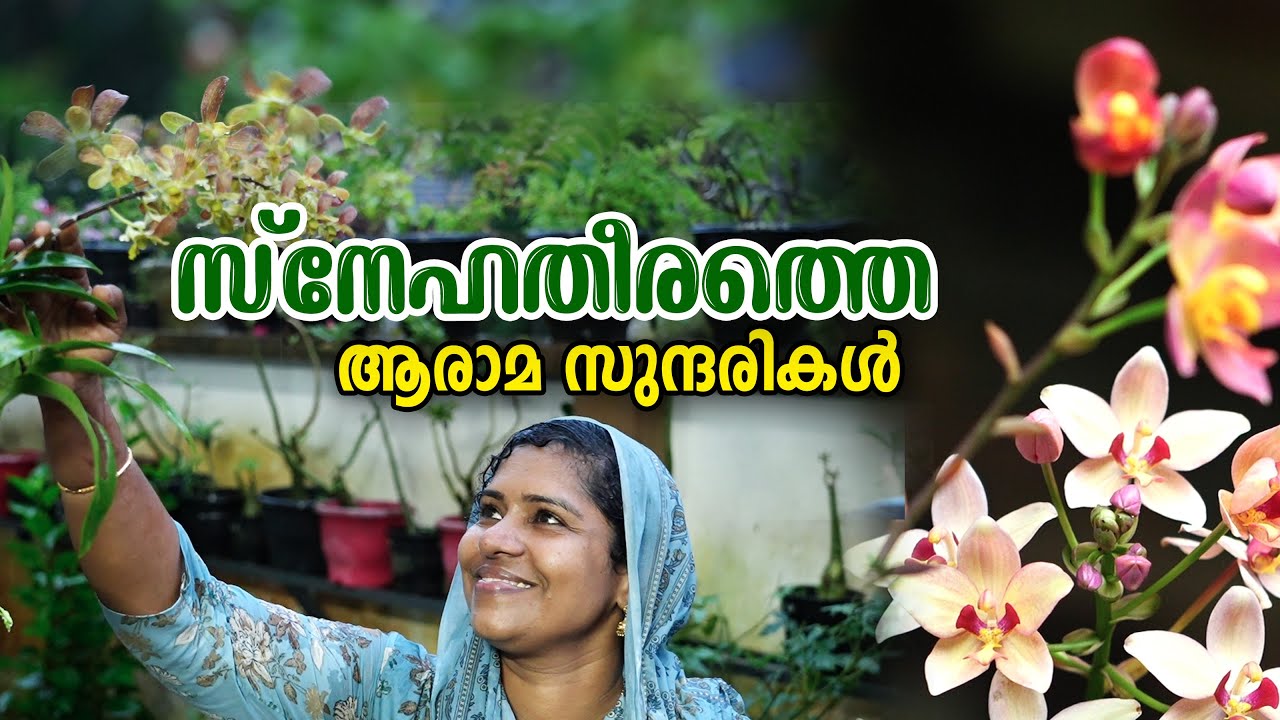 സ്നേഹതീരത്തെ ആരാമ സുന്ദരികൾ