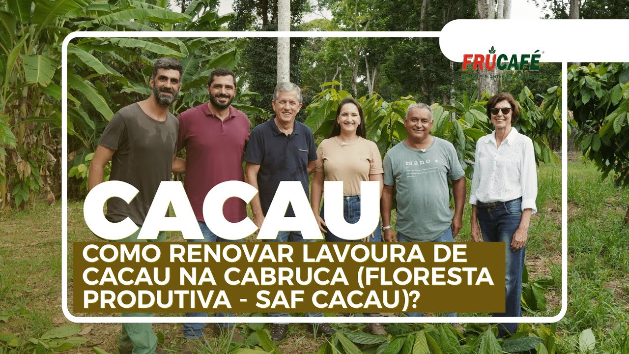 Como Renovar Lavoura de Cacau na Cabruca (Floresta Produtiva - SAF Cacau)?