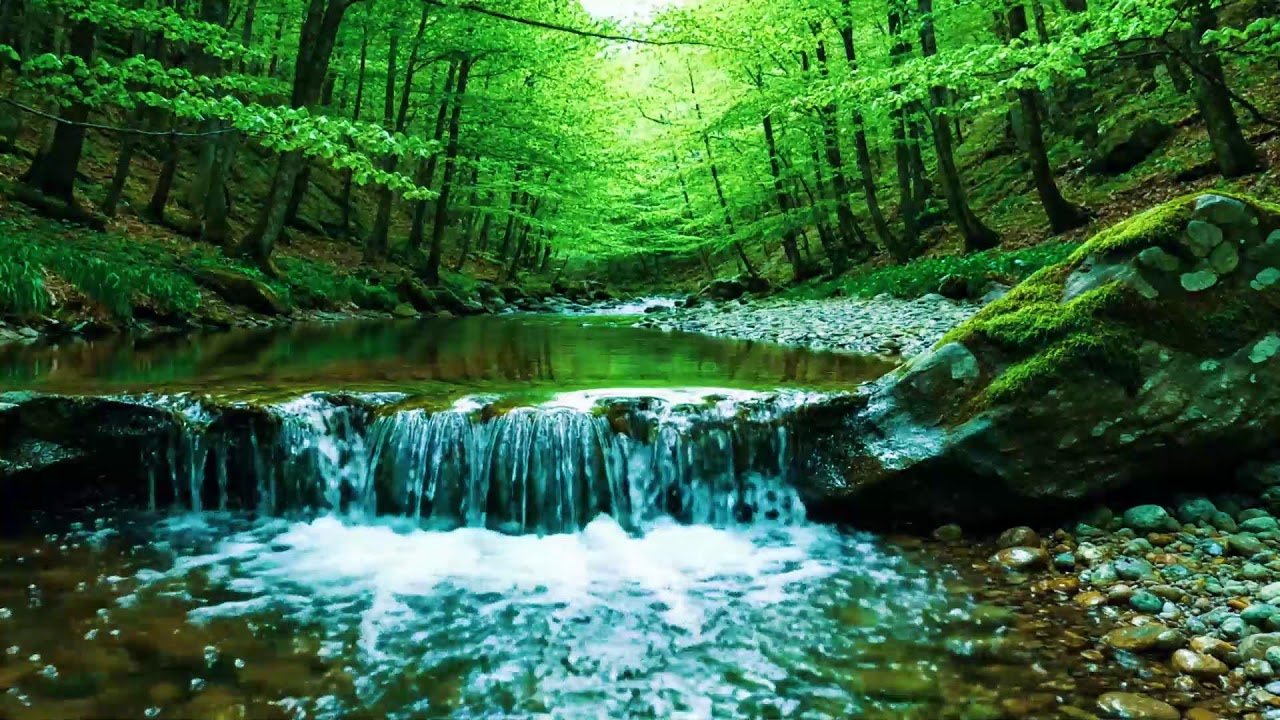 Beautiful Forest Sounds 🌿 Calming River & Forest Birdsong | Nature ASMR