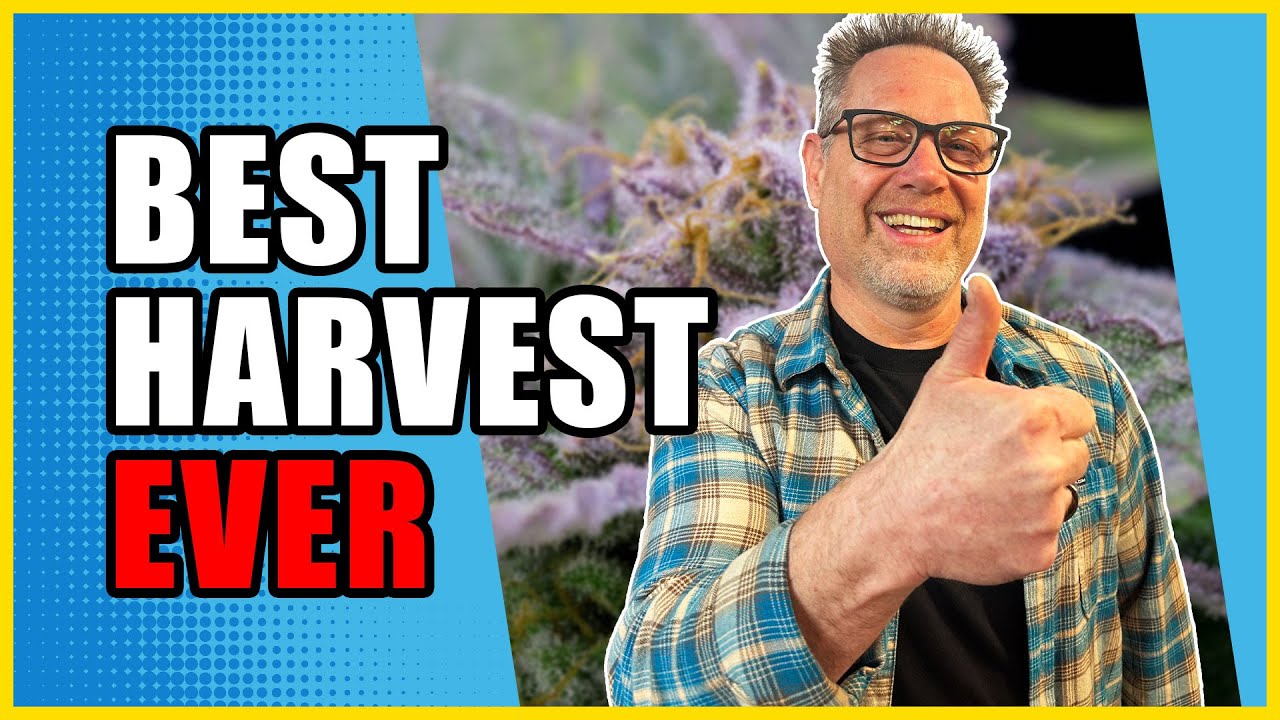 What Smart Cannabis Growers Do the Last Two Weeks Before Harvest