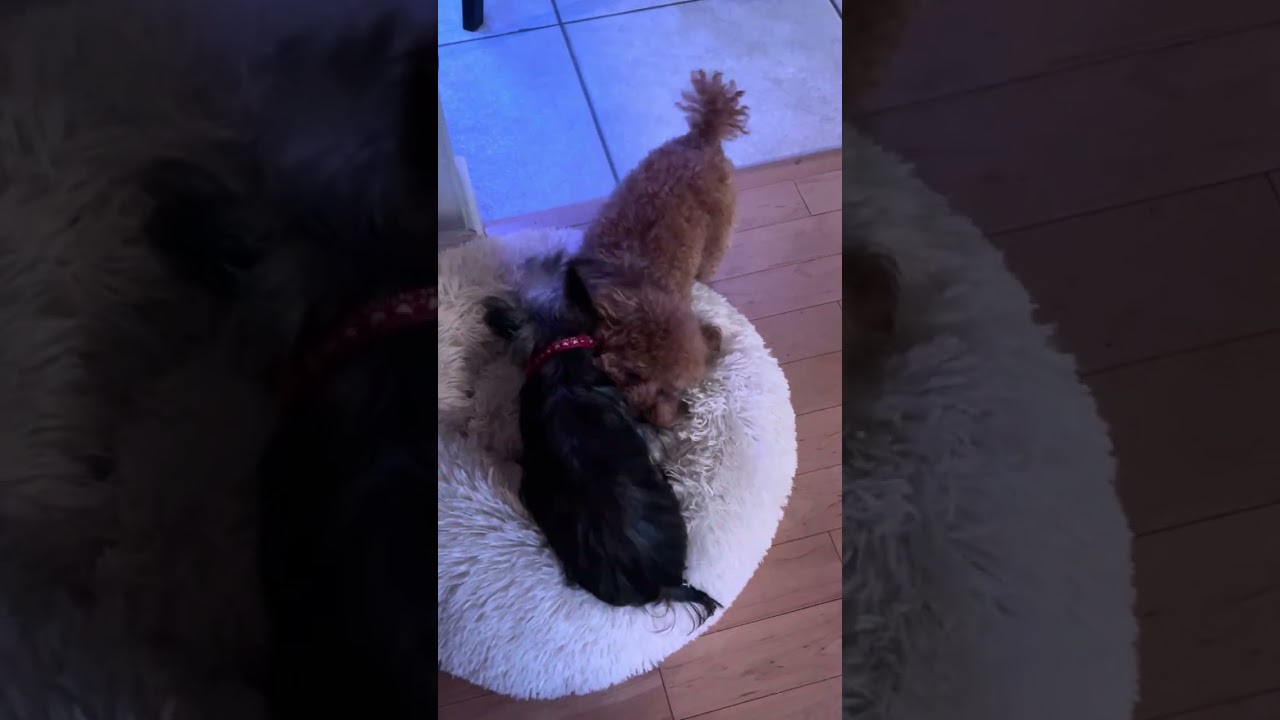 Yorkie and Toy Poodle 