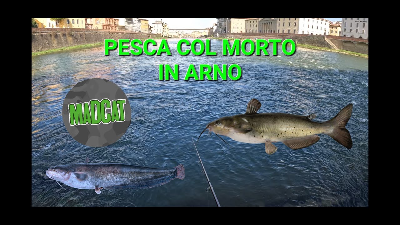 PESCA COL MORTO IN ARNO