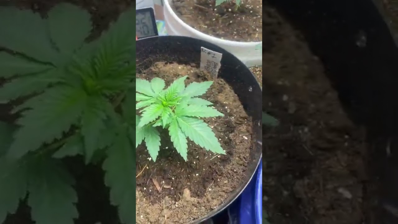 Seed to harvest - episode 3: start of the vegetative stage