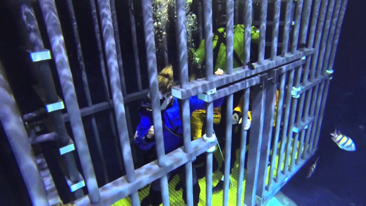 Eye-to-Eye Shark Dive at Point Defiance Zoo | Seattle Bloggers
