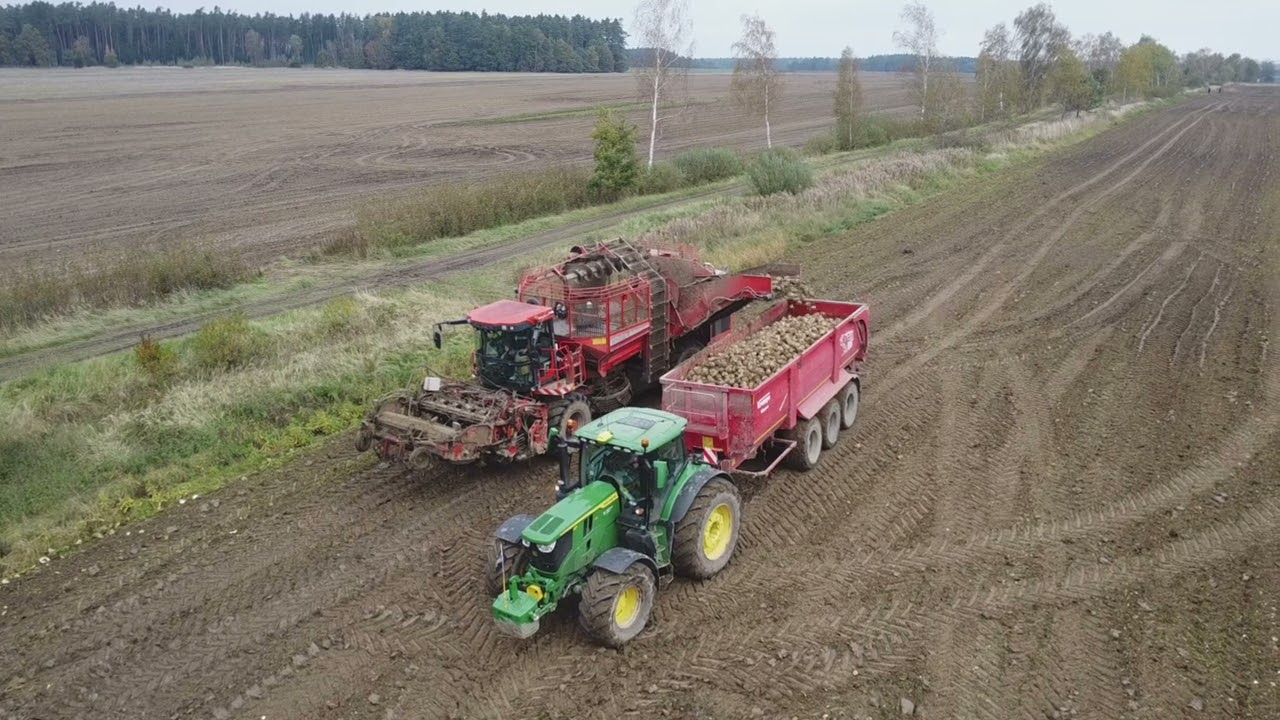 cukrová řepa 2024 / Vyorávání řepy /  Nakládka cukrové řepy do Cukrovaru