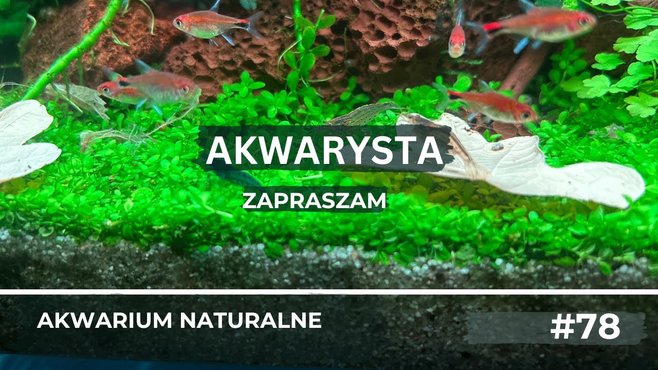Akawrium naturalne