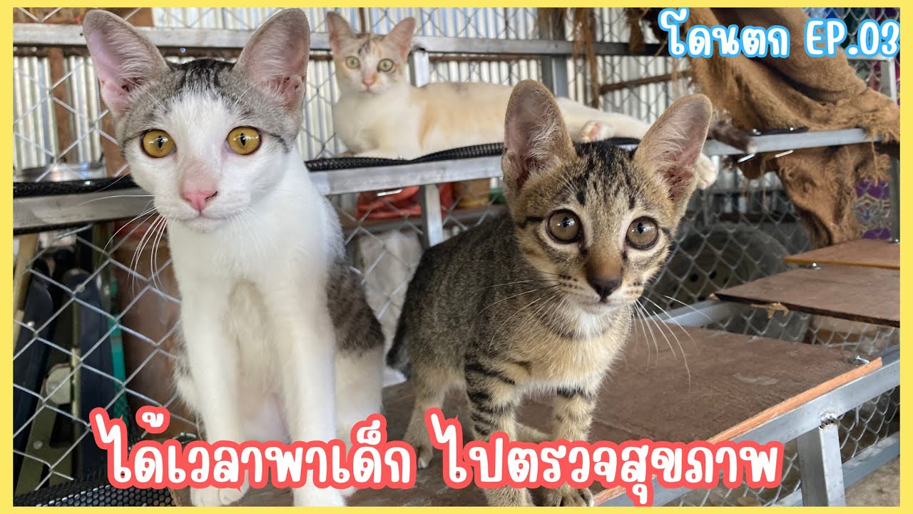 ได้เวลาพาเด็ก ไปตรวจสุขภาพ/โดนตก EP.03
