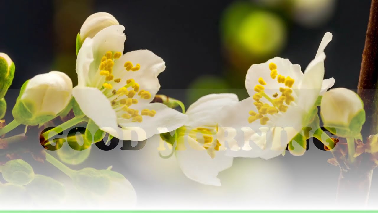 Nature 🌿🍀| Earth's Hidden Beauty 🌴| Presentation | PowerPoint | ppt | @dodifferent460