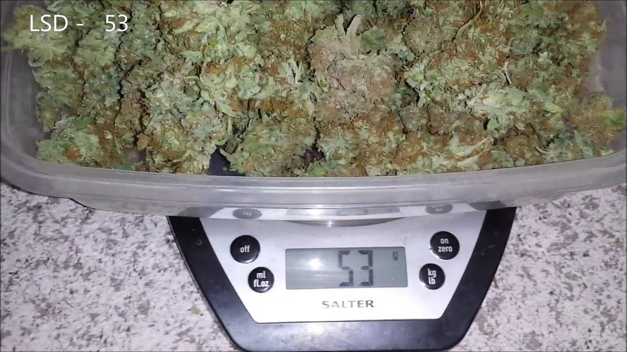 Harvest Peyote Critical and LSDJuly 13- Ed's Garden
