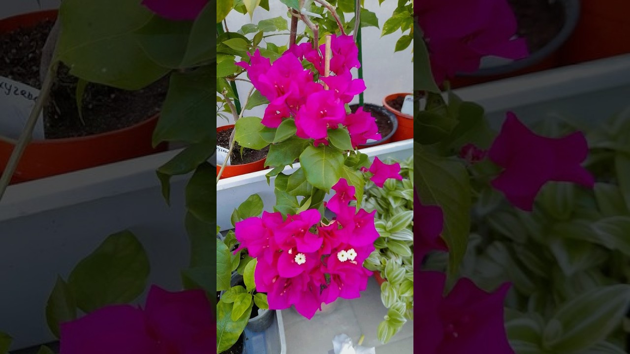 Бугенвіллія після обрізки 🌺