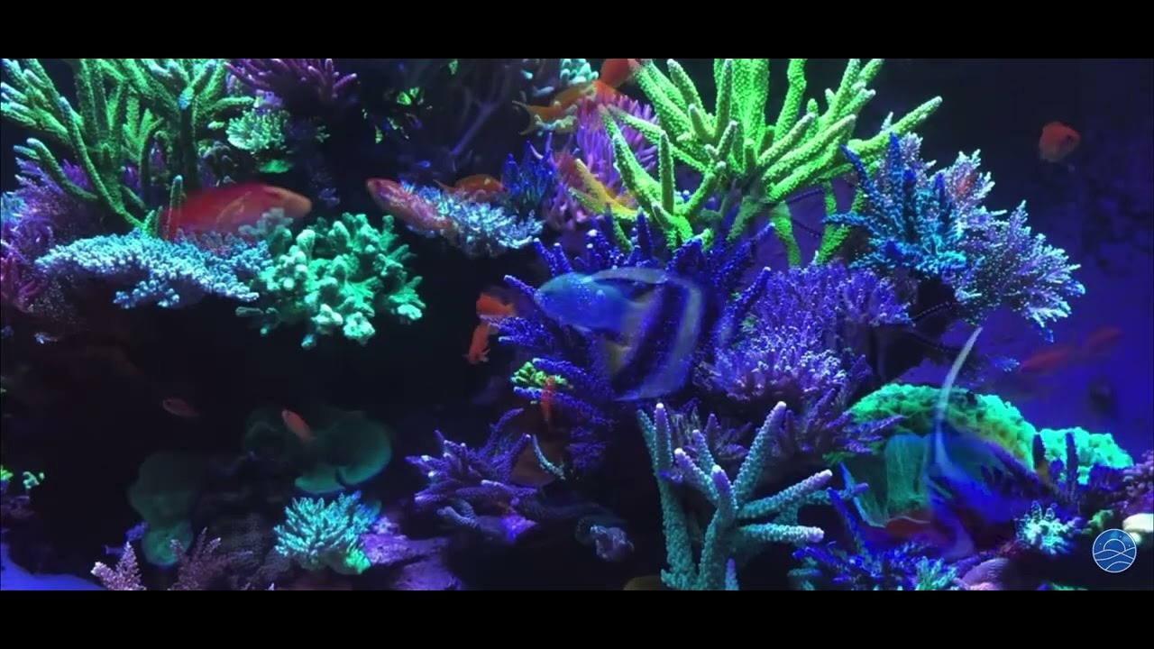 My new song(fishies on the dance floor🎵