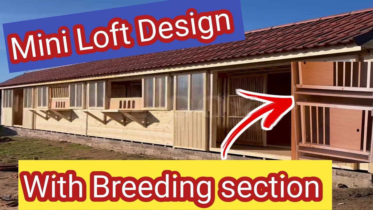 Loft Design for Racing Pigeons | Racing Pigeons