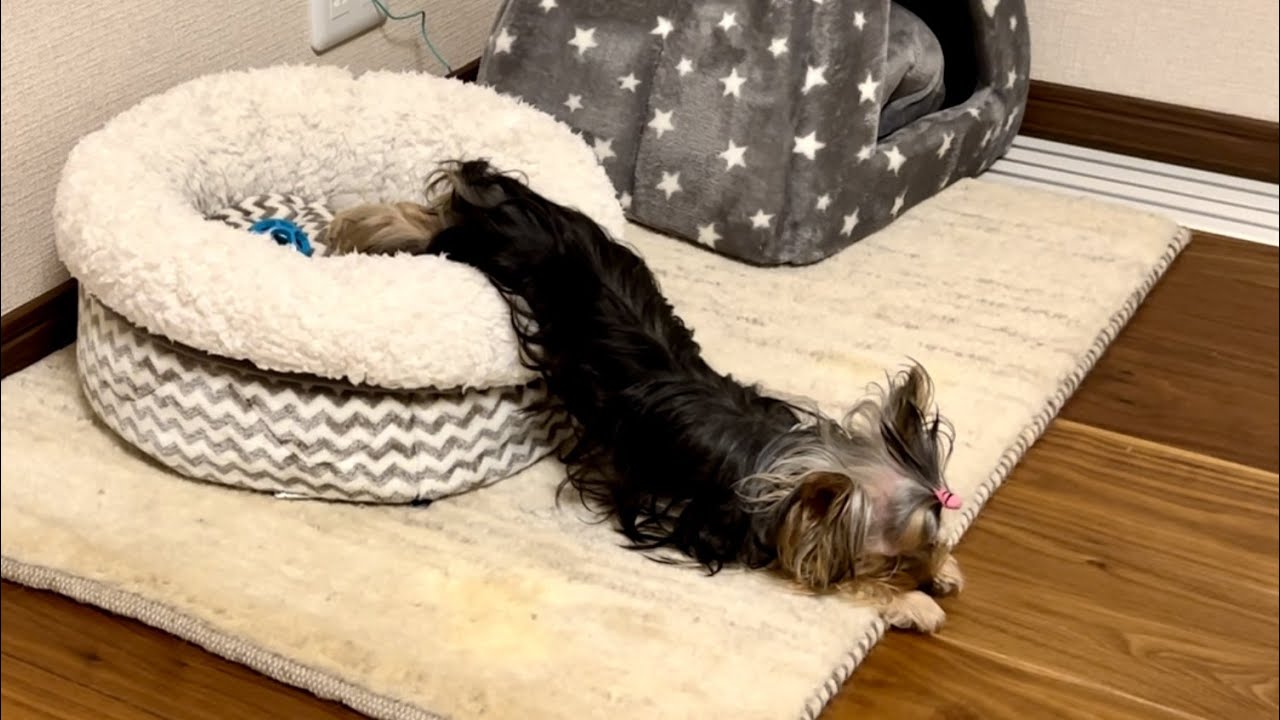 【ご報告】ヨークシャテリアだと思ってたのはウナギ犬でした