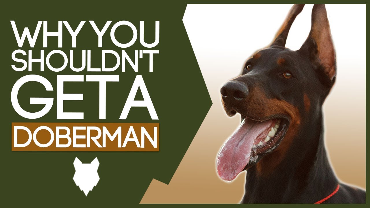 DOBERMAN! 5 Reason You SHOULD NOT Get A Doberman Puppy!